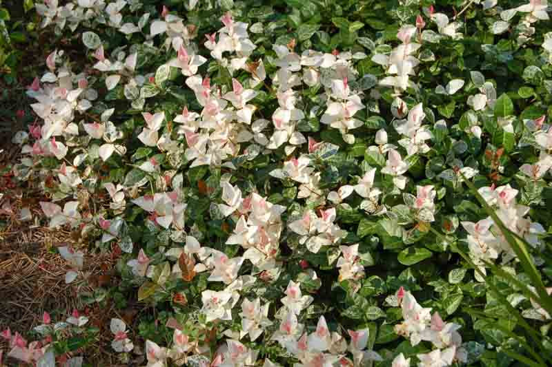 Trachelospermum asiaticum 'SnowNSummer' (Asiatic Jasmine)